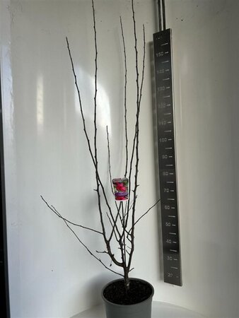 Malus trans. Appletini 100-120 cm cont. 10L - afbeelding 2