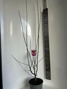 Malus trans. Appletini 100-120 cm cont. 10L - afbeelding 2