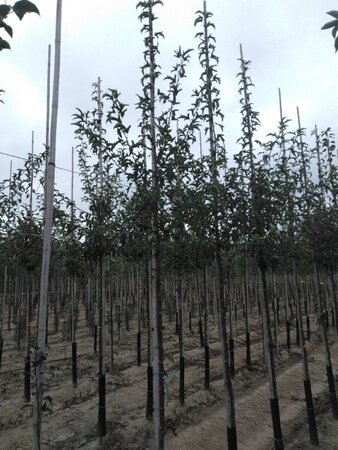 Malus toringo 'Brouwers Beauty' 6-8 Hoogstam wortelgoed