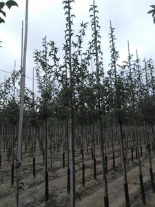 Malus toringo 'Brouwers Beauty' 6-8 Hoogstam wortelgoed