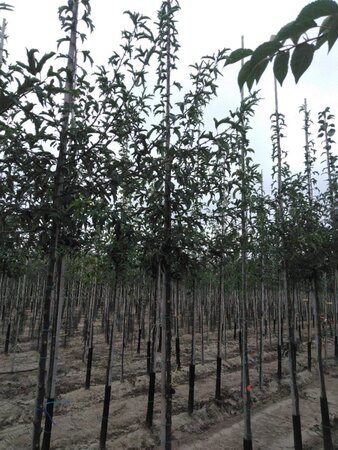 Malus toringo 'Brouwers Beauty' 8-10 Hoogstam wortelgoed