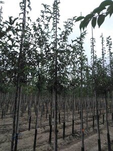 Malus toringo 'Brouwers Beauty' 8-10 Hoogstam wortelgoed