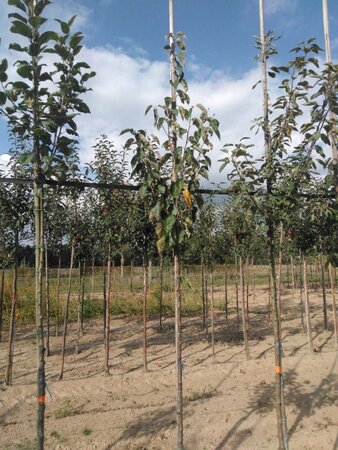Malus tschonoskii 6-8 Hoogstam wortelgoed - afbeelding 5