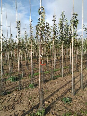 Malus tschonoskii 6-8 Hoogstam wortelgoed - afbeelding 6