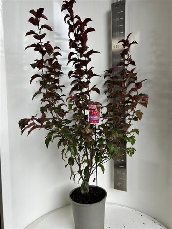 Malus b. 'Veitch's Scarlet' 100-120 cm cont. 10L - afbeelding 1