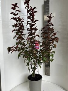 Malus b. 'Veitch's Scarlet' 100-120 cm cont. 10L