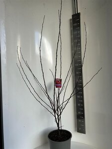 Malus b. 'Veitch's Scarlet' 100-120 cm cont. 10L - afbeelding 4