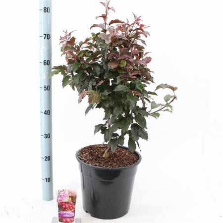 Malus b. 'Veitch's Scarlet' 100-120 cm cont. 10L - afbeelding 2
