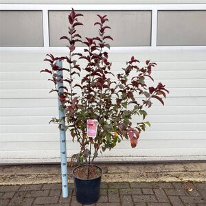 Malus b. 'Veitch's Scarlet' 100-120 cm cont. 10L - afbeelding 3