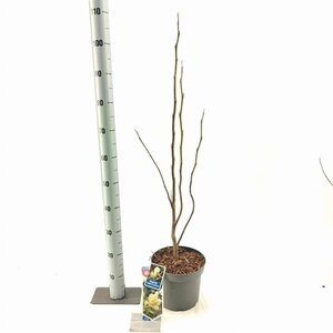 Magnolia acuminata 'Yellow Lantern' 50-60 cm cont. 5,0L - afbeelding 2