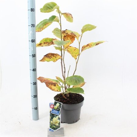 Magnolia acuminata 'Yellow Lantern' 50-60 cm cont. 5,0L - afbeelding 2