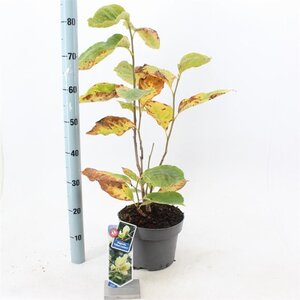 Magnolia acuminata 'Yellow Lantern' 50-60 cm cont. 5,0L - afbeelding 2