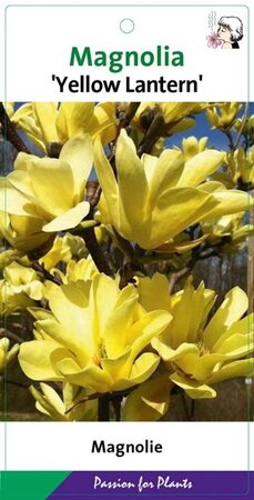 Magnolia acuminata 'Yellow Lantern' 50-60 cm cont. 5,0L - afbeelding 1