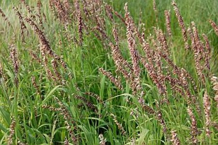 Melica altissima 'Atropurpurea' geen maat specificatie 0,55L/P9cm - afbeelding 2