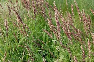 Melica altissima 'Atropurpurea' geen maat specificatie 0,55L/P9cm - afbeelding 2