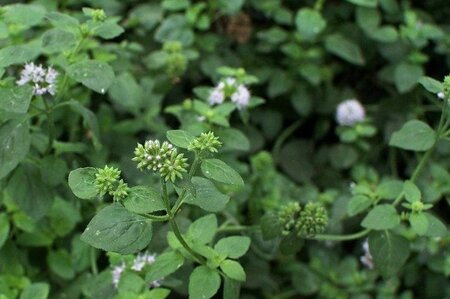 Mentha aquatica geen maat specificatie 0,55L/P9cm - afbeelding 2