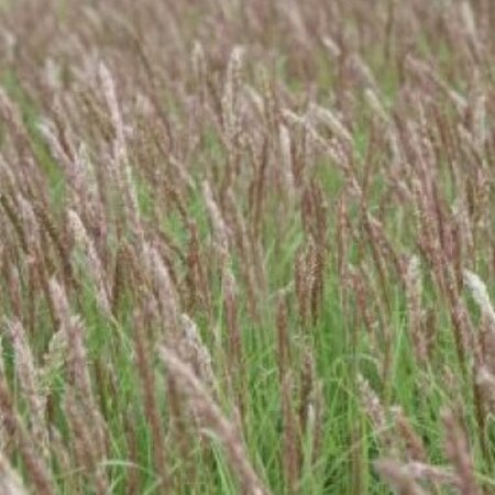 Melica ciliata geen maat specificatie 0,55L/P9cm - afbeelding 2