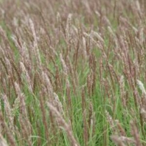 Melica ciliata geen maat specificatie 0,55L/P9cm - afbeelding 2