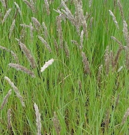 Melica ciliata geen maat specificatie 0,55L/P9cm - afbeelding 3