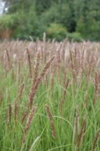 Melica ciliata geen maat specificatie 0,55L/P9cm