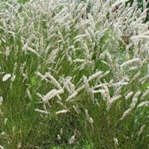 Melica ciliata geen maat specificatie 0,55L/P9cm - afbeelding 4