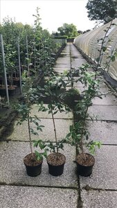 Mespilus germanica 125-150 cm cont. 5,0L