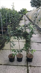 Mespilus germanica 125-150 cm cont. 5,0L - afbeelding 2