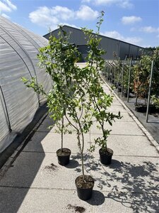 Mespilus germanica 150-175 cm cont. 5,0L