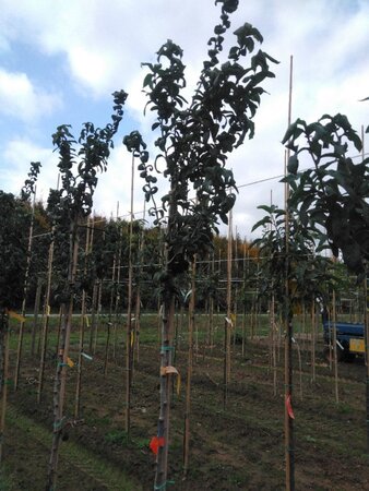 Mespilus germanica 6-8 STA BR - image 4