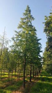 Metasequoia glyptostroboides 50-60 Hoogstam draadkluit 6 x verplant