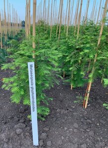Metasequoia glyptostroboides 80-100 cm RB