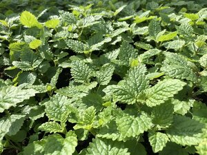 Melissa officinalis geen maat specificatie 0,55L/P9cm
