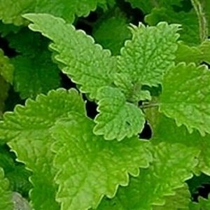 Melissa officinalis geen maat specificatie 0,55L/P9cm - afbeelding 6
