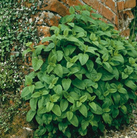 Melissa officinalis geen maat specificatie 0,55L/P9cm - afbeelding 7