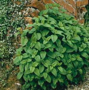 Melissa officinalis geen maat specificatie 0,55L/P9cm - afbeelding 7