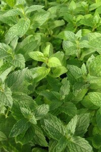 Mentha spicata 'Moroccan' geen maat specificatie 0,55L/P9cm