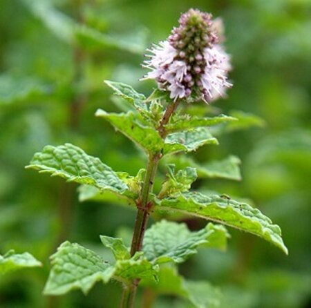 Mentha spicata 'Moroccan' geen maat specificatie 0,55L/P9cm - image 7