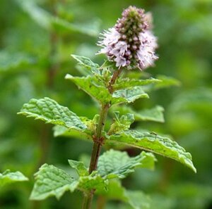 Mentha spicata 'Moroccan' geen maat specificatie 0,55L/P9cm - image 7
