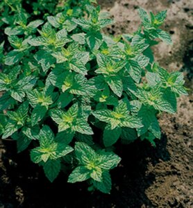 Mentha spicata geen maat specificatie 0,55L/P9cm