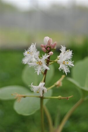 Menyanthes trifoliata geen maat specificatie 0,55L/P9cm