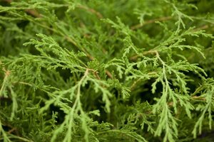 Microbiota decussata 30 cm cont. 3,0L