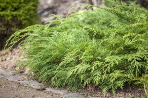 Microbiota decussata 30 cm cont. 3,0L - afbeelding 2