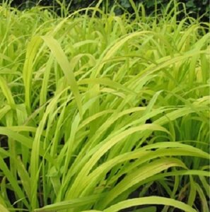 Milium effusum 'Aureum' geen maat specificatie 0,55L/P9cm