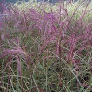Miscanthus sin. 'Flamingo' geen maat specificatie 0,55L/P9cm - afbeelding 2