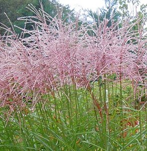Miscanthus sin. 'Flamingo' geen maat specificatie 0,55L/P9cm - afbeelding 3