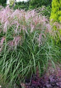 Miscanthus sin. 'Flamingo' geen maat specificatie 0,55L/P9cm - afbeelding 4