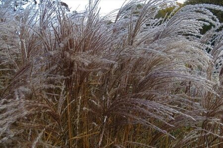 Miscanthus sin. 'Flamingo' geen maat specificatie 0,55L/P9cm