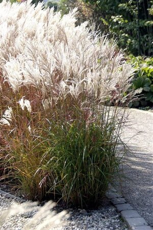 Miscanthus sin. 'Ferner Osten' geen maat specificatie 0,55L/P9cm - image 4