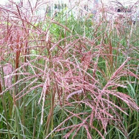 Miscanthus sin. 'Ferner Osten' geen maat specificatie 0,55L/P9cm - image 3