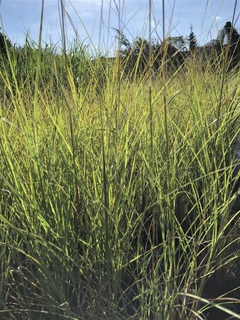 Miscanthus sin. 'Gracillimus' geen maat specificatie cont. 3,0L - afbeelding 1
